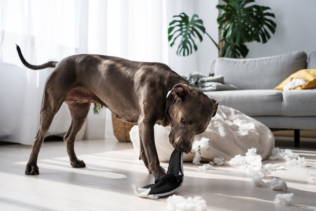 common-myths-about-rabies-debunked-glovax-life-science-corp.