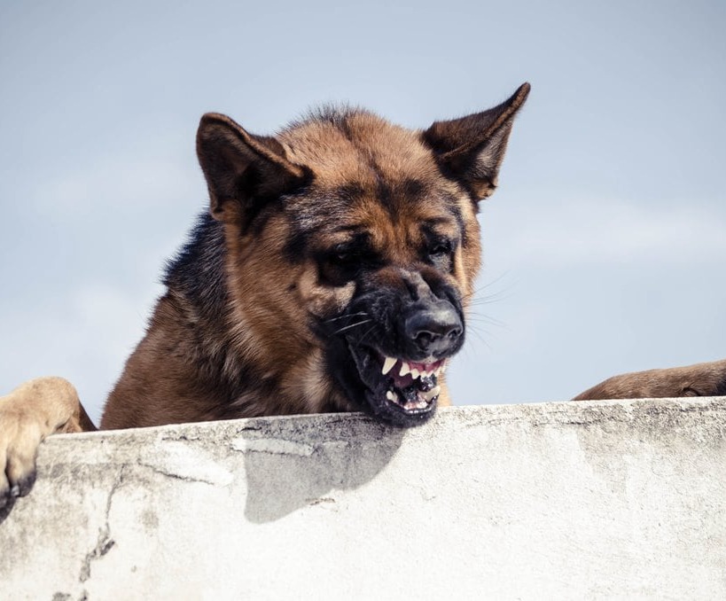 what-is-rabies-and-why-is-it-deadly-glovax-life-science-corp