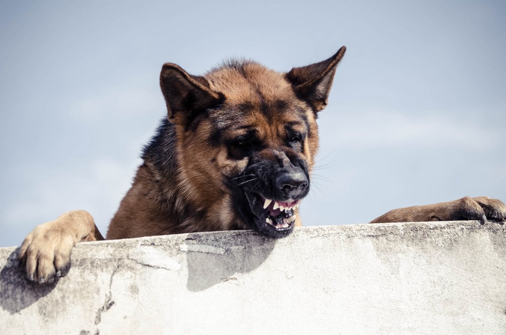 what-is-rabies-and-why-is-it-deadly-glovax-life-science-corp.
